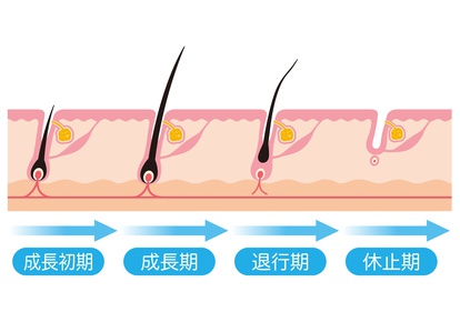 毛周期のサイクル